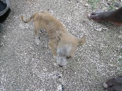 Hungry Dogs Don't Play Spotlight